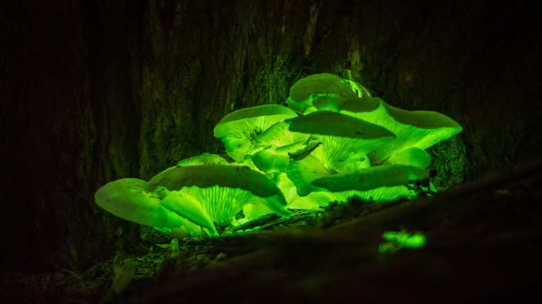 Pelembap yang Berasal dari Sel Tanaman dan Serat Jangkrik Bioluminesen